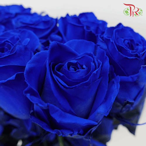 Star Rose - Blue (10 Stems)-Blue-Ecd-prflorist.com.my