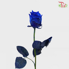 Star Rose - Blue (10 Stems)-Blue-Ecd-prflorist.com.my