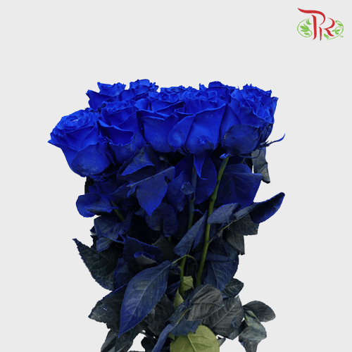 Star Rose - Blue (10 Stems)-Blue-Ecd-prflorist.com.my