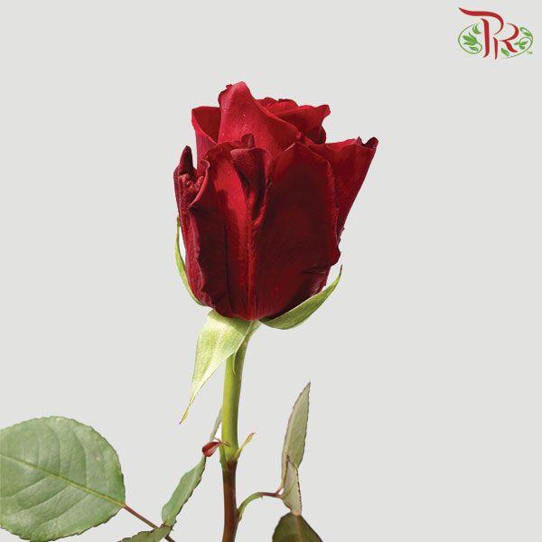 Star Rose - Explorer (10 Stems)-Ecd-prflorist.com.my