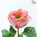 Star Rose Garden - Mandarin X-Pression (10 Stems)-Mandarin X-pression-Ecd-prflorist.com.my