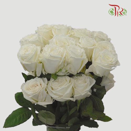 Star Rose - Playa Blanca (10 Stems)-White-Ecd-prflorist.com.my