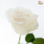 Star Rose - Vendela (10 Stems)-Cream-Ecd-prflorist.com.my