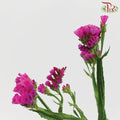 Statice - Cherry Pink( 500g-550g)-Pink-China-prflorist.com.my