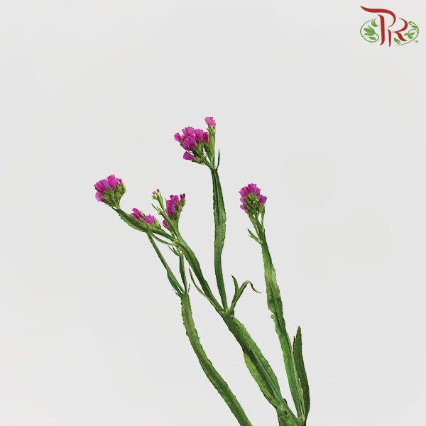Statice - Cherry Pink( 500g-550g)-Pink-China-prflorist.com.my