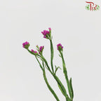 Statice - Cherry Pink (Per Bunch)-Pink-Malaysia-prflorist.com.my
