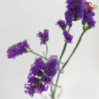 Statice - Dark Purple ( 500g-550g)-Dark Purple-China-prflorist.com.my