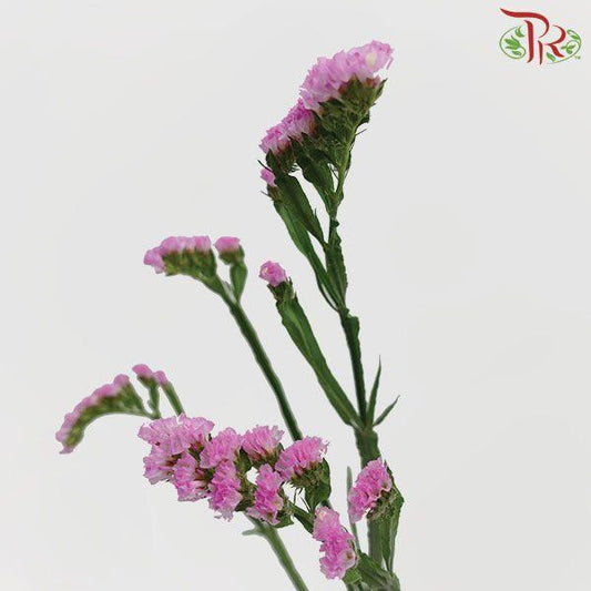 Statice - Light Pink( 500g-550g)-Pink-China-prflorist.com.my