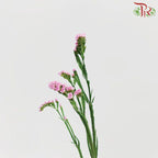 Statice - Light Pink( 500g-550g)-Pink-China-prflorist.com.my