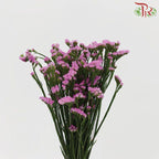 Statice - Light Pink( 500g-550g)-Pink-China-prflorist.com.my