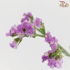 Statice - Light Purple ( 500g-550g)-Purple-China-prflorist.com.my