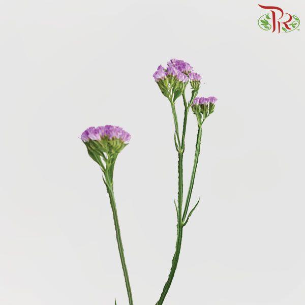 Statice - Light Purple ( 500g-550g)-Purple-China-prflorist.com.my