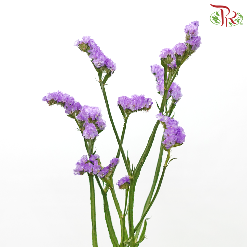 Statice - Light Purple (500g-550g)-Purple-China-prflorist.com.my