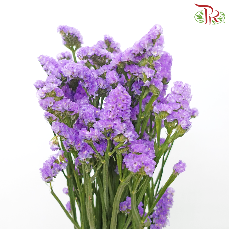 Statice - Light Purple (500g-550g)-Purple-China-prflorist.com.my