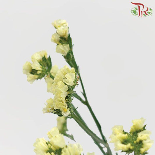 Statice - Light Yellow (Per Bunch)-Yellow-Malaysia-prflorist.com.my