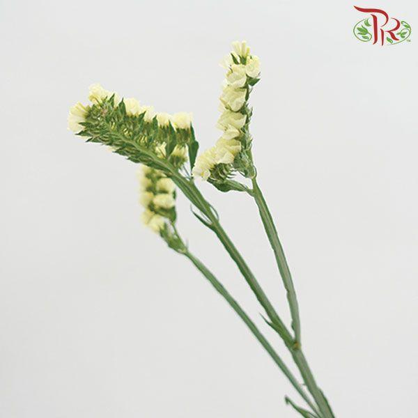 Statice - Light Yellow (Per Bunch)-Yellow-Malaysia-prflorist.com.my