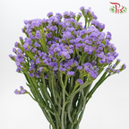 Statice - Lilac (Per Bunch)-Lilac-Malaysia-prflorist.com.my