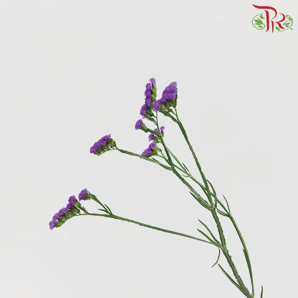 Statice - Purple (Per Bunch)-Purple-Malaysia-prflorist.com.my