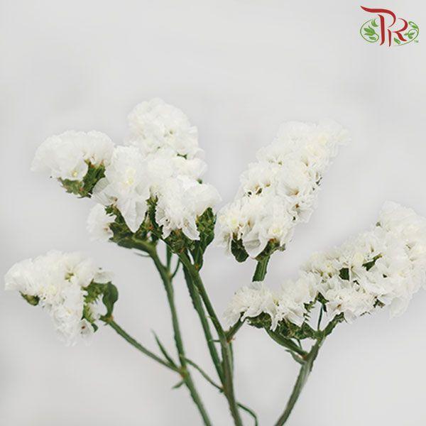 Statice - White ( 500g-550g)-White-China-prflorist.com.my