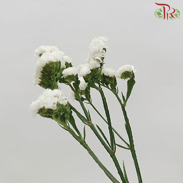 Statice - White ( 500g-550g)-White-China-prflorist.com.my