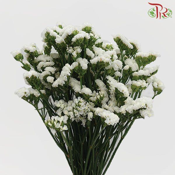 Statice - White ( 500g-550g)-White-China-prflorist.com.my