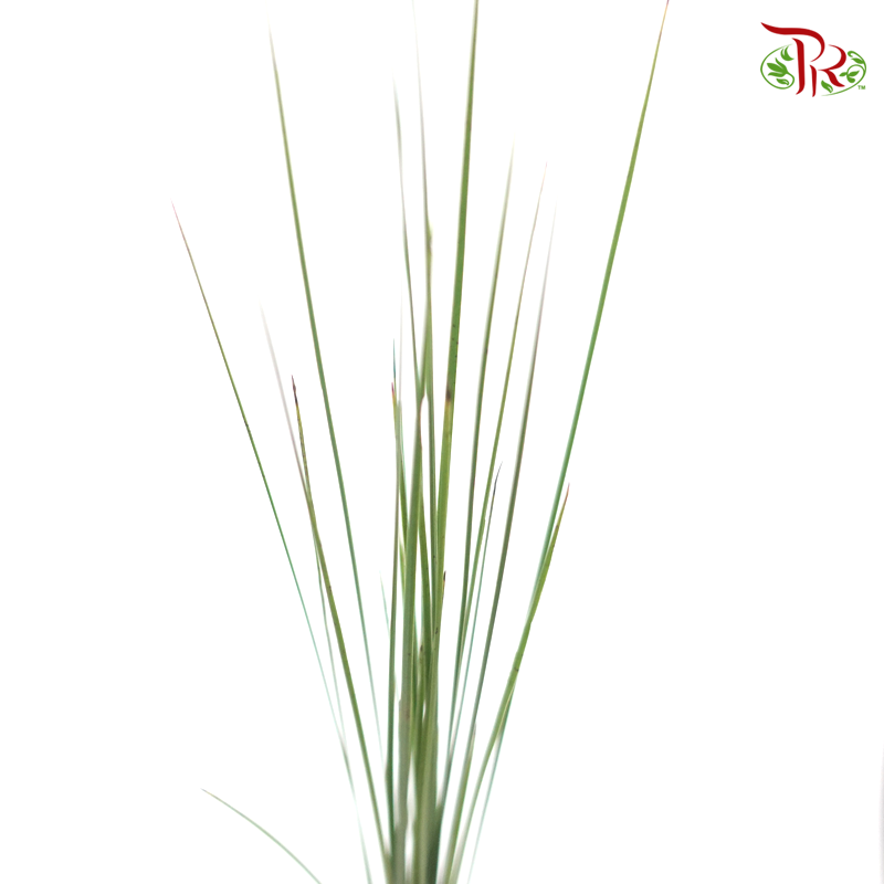 Steelgrass (Per Bunch)-Green-Netherland-prflorist.com.my