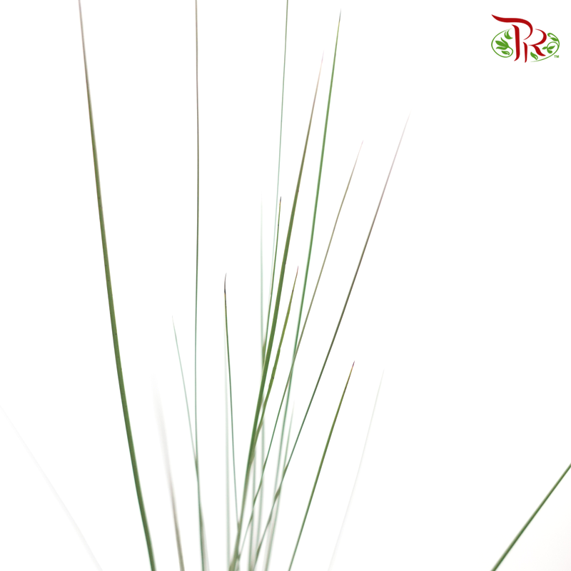 Steelgrass (Per Bunch)-Green-Netherland-prflorist.com.my