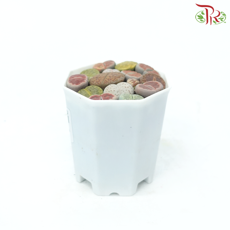 Succulent Lithops《生石花多肉》-Pudu Ria Florist-prflorist.com.my