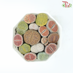 Succulent Lithops《生石花多肉》-Pudu Ria Florist-prflorist.com.my