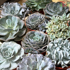 Succulent P120《多肉》 (Randomly Selected)-Pudu Ria Florist-prflorist.com.my