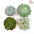 Succulent P120《多肉》 (Randomly Selected)-Pudu Ria Florist-prflorist.com.my