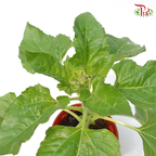 Sunflower P150 《太阳花》