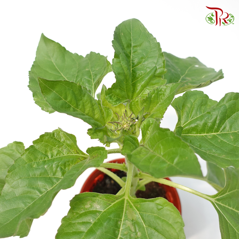 Sunflower P150 《太阳花》