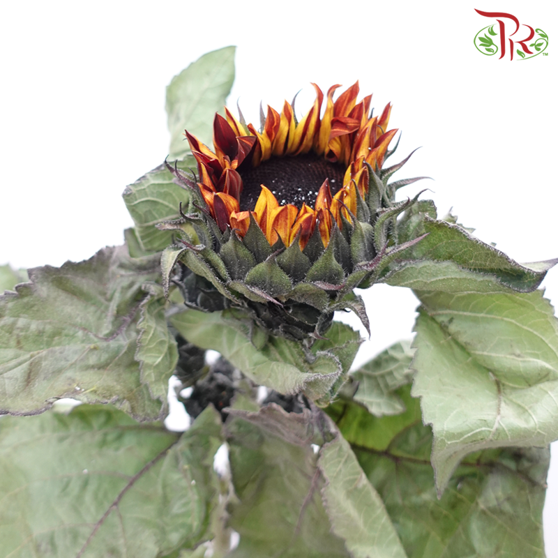 Sunflower - Brown (5 Stems) (mild bloom condition)-Brown-China-prflorist.com.my