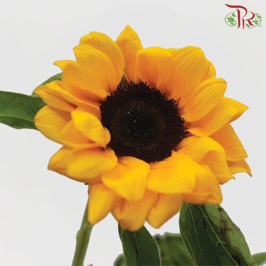 Sunflower Grade A - (5 Stems)-Yellow-Malaysia-prflorist.com.my