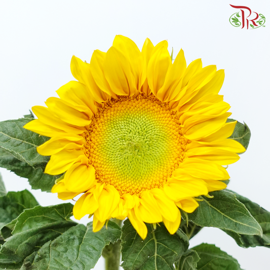 Sunflower Mini - Yellow With Green Heart (10 Stems)-Yellow With Green Heart-China-prflorist.com.my