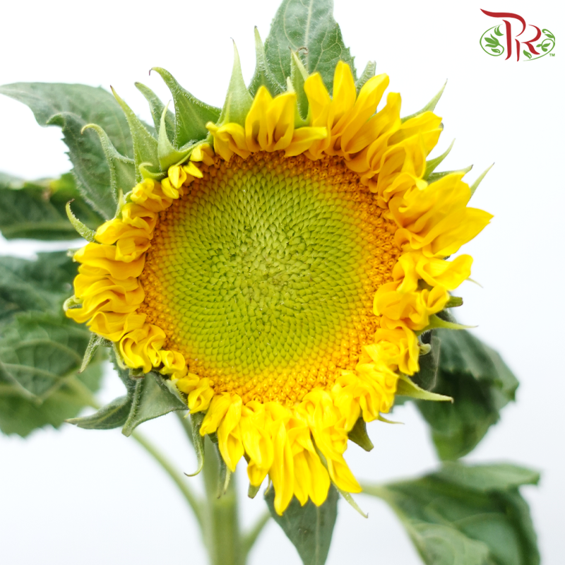 Sunflower Mini - Yellow With Green Heart (10 Stems)-Yellow With Green Heart-China-prflorist.com.my