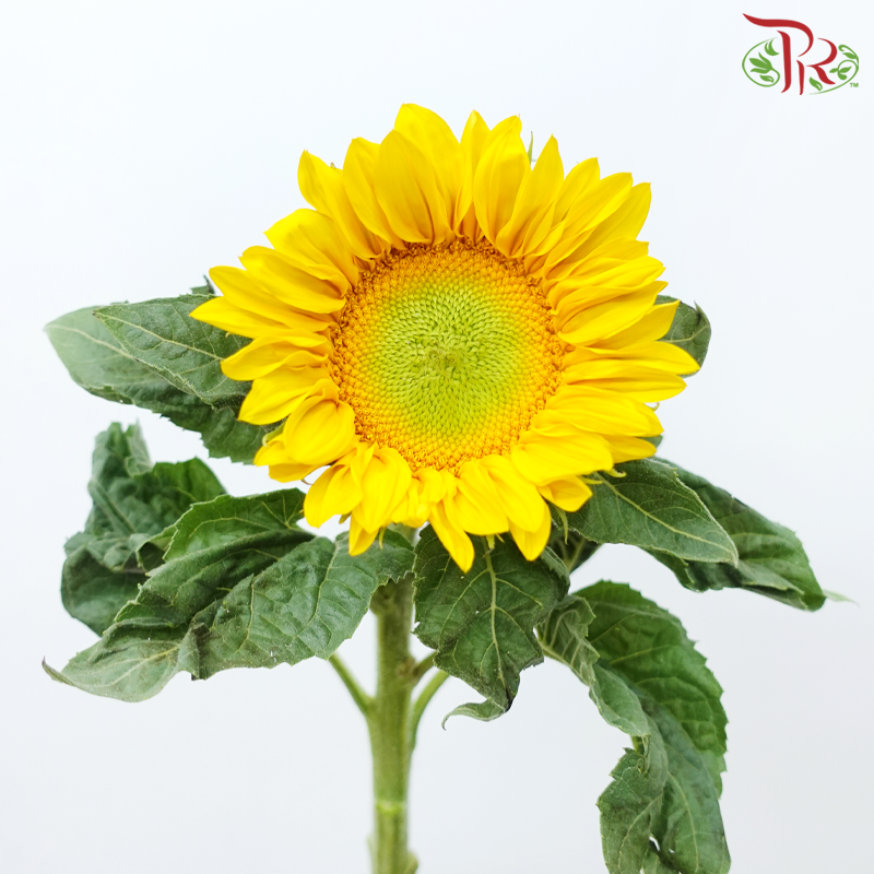 Sunflower Mini - Yellow With Green Heart (10 Stems)-Yellow With Green Heart-China-prflorist.com.my