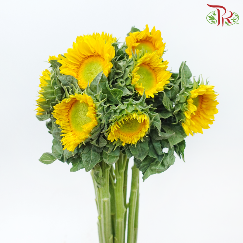 Sunflower Mini - Yellow With Green Heart (10 Stems)-Yellow With Green Heart-China-prflorist.com.my