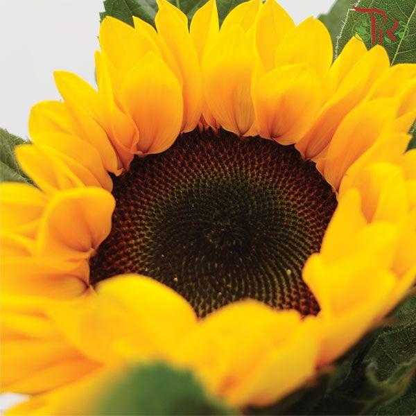 Sunflower Orange (Medium Size)- (5 Stems)-Orange-China-prflorist.com.my