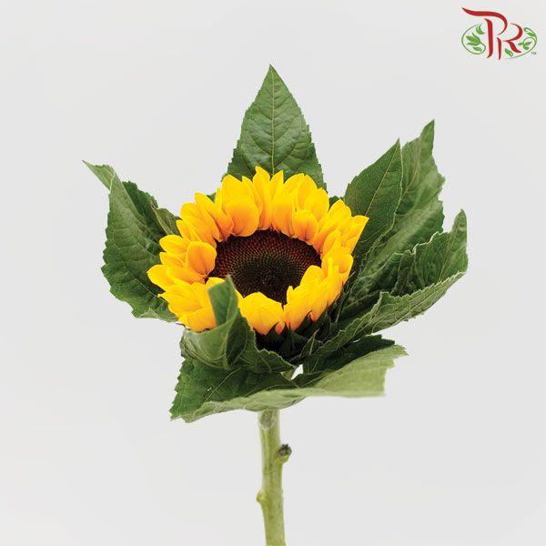 Sunflower Orange (Medium Size)- (5 Stems)-Orange-China-prflorist.com.my