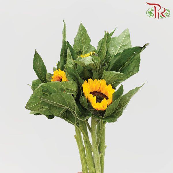 Sunflower Orange (Medium Size)- (5 Stems)-Orange-China-prflorist.com.my