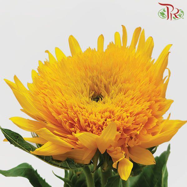 Sunflower Teddy - (2 Stems)-Yellow-China-prflorist.com.my