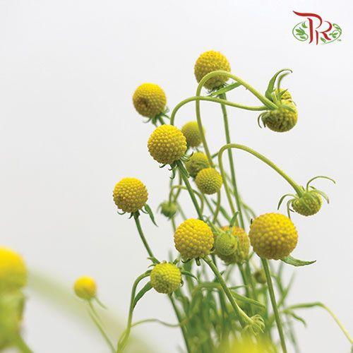 Sweet Fruit - (Per Bunch)-Yellow-China-prflorist.com.my