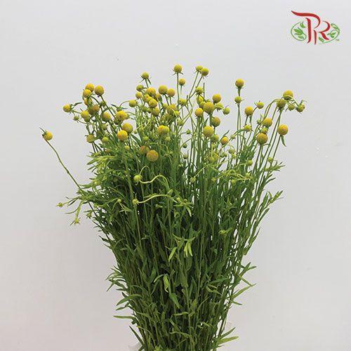 Sweet Fruit - (Per Bunch)-Yellow-China-prflorist.com.my