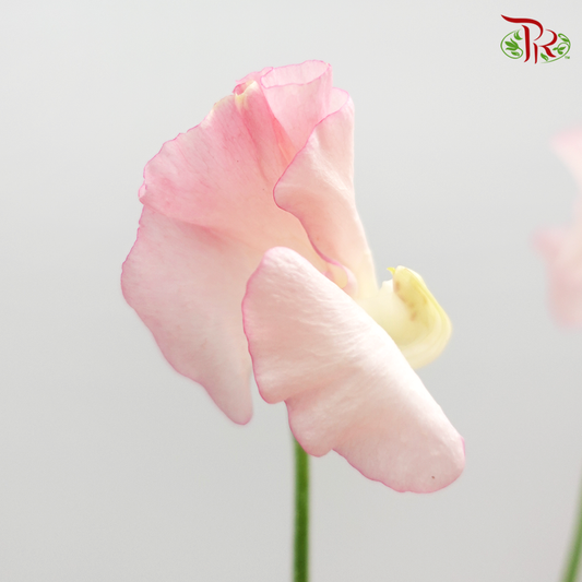 Sweet Pea - Light Pink (5 Stems)-Pink-Japan-prflorist.com.my