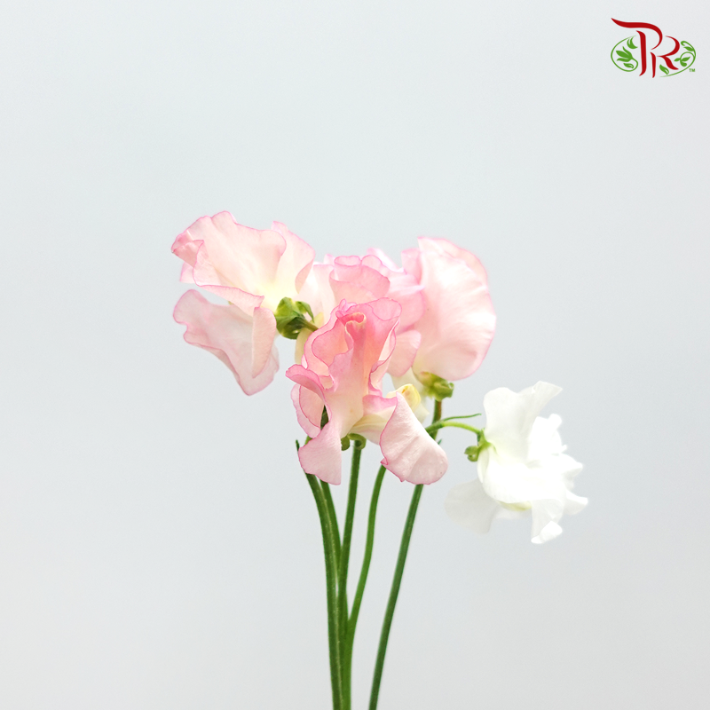 Sweet Pea - Light Pink (5 Stems)-Pink-Japan-prflorist.com.my