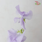 Sweet Pea - Light Purple (5 Stems)-Purple-Netherland-prflorist.com.my