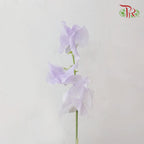Sweet Pea - Light Purple (5 Stems)-Purple-Netherland-prflorist.com.my
