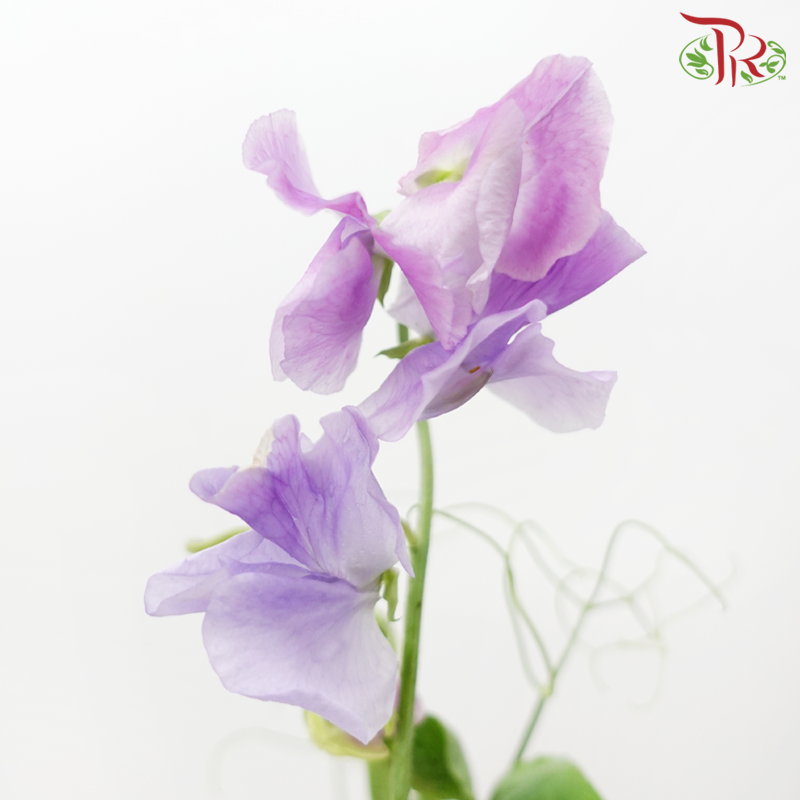 Sweet Pea - Purple (Per Bunch)-Purple-China-prflorist.com.my